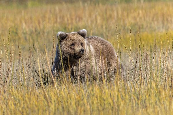 Jones, Adam 아티스트의 Grizzly bear cub crossing grassy meadow-Lake Clark National Park and Preserve-Alaska-Silver작품입니다.